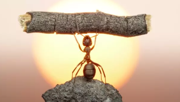 Fascinating Facts About Ants