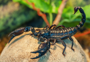 A Guide to Navigating Your Dreamscapes with Scorpions