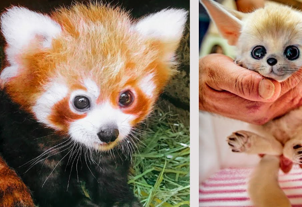 Top 10 Cutest Baby Animals You Need to See