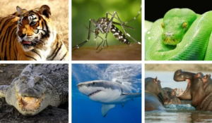 The Most Dangerous Animals on Earth
