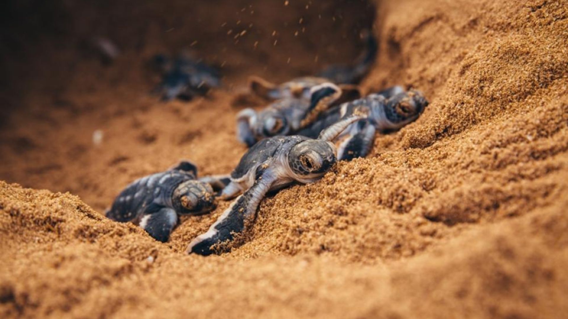 Baby Turtles coming out from the sand