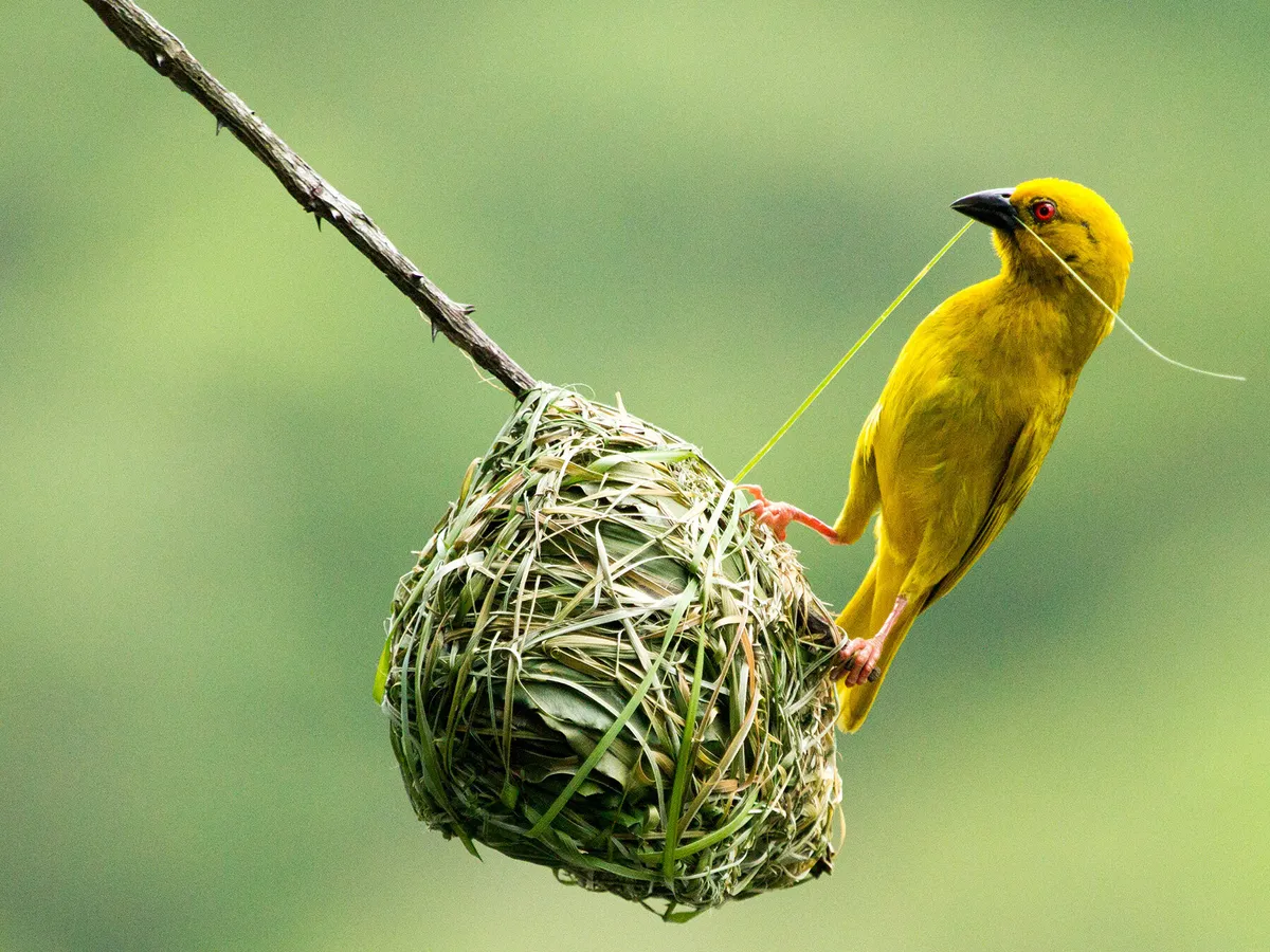 A Bird Making a Nest