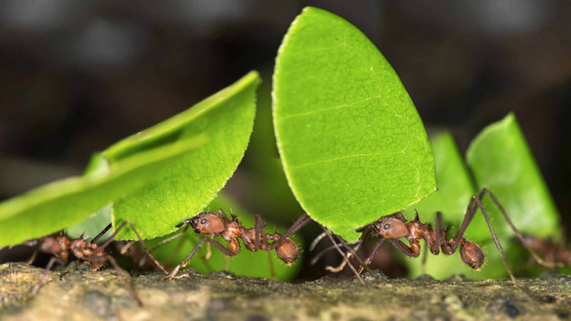 The Secret Lives of Ants A Fascinating World Revealed