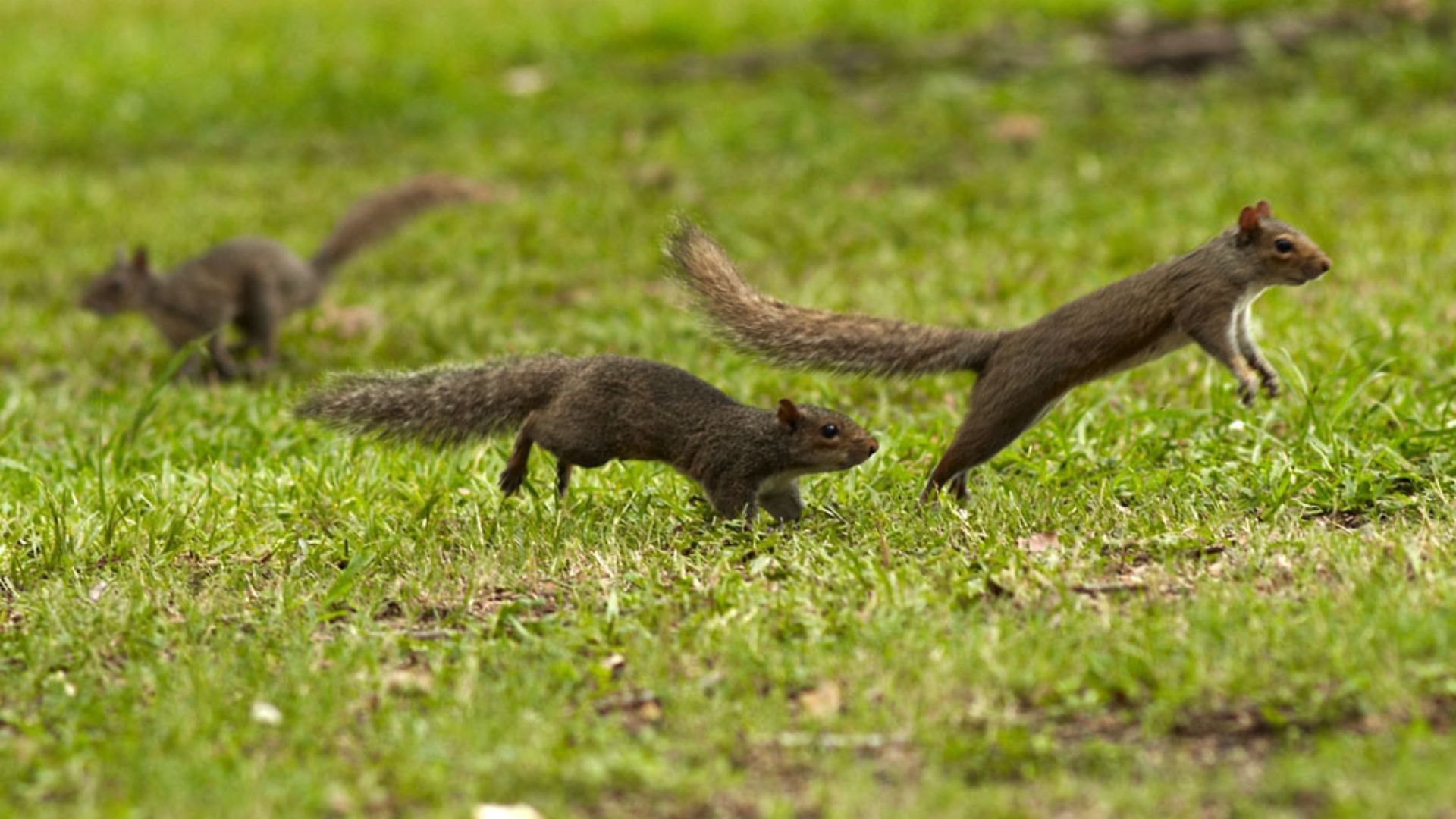 Squirrels playing in the grass