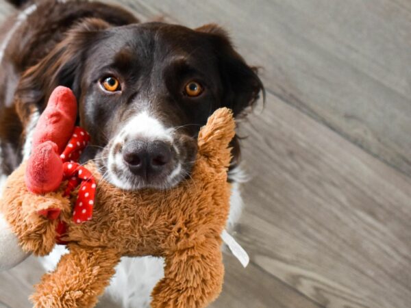 Best Toys for Keeping Your Pet Entertained